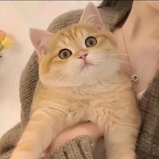 ℳ̶̶̶̶♡̶҉心已死ℳএ不谈对象了