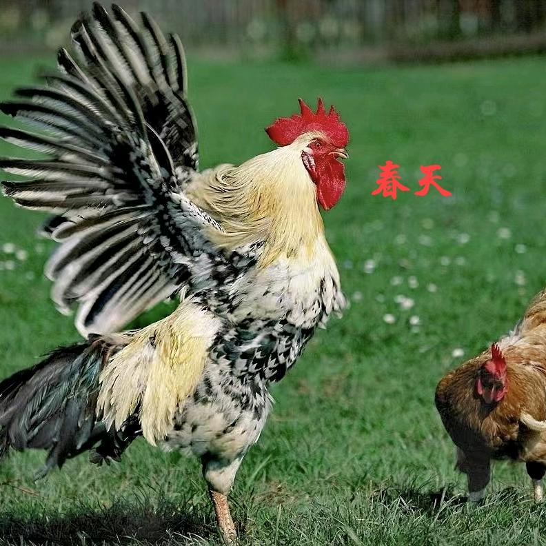 春天农产品商店
