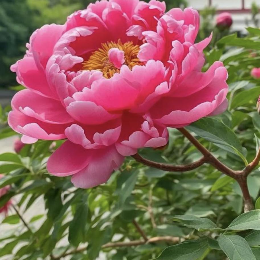 涵姐