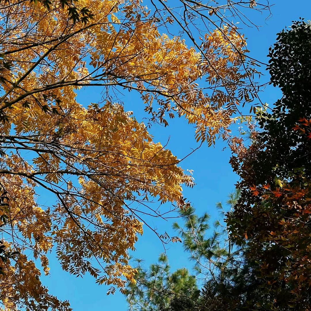 广州王资瑶贸易有限公司