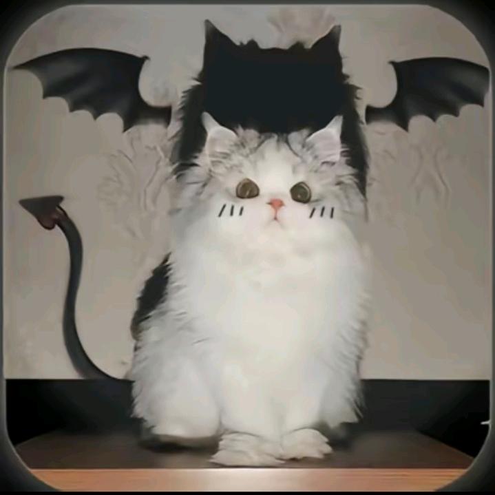 猫猫恶魔