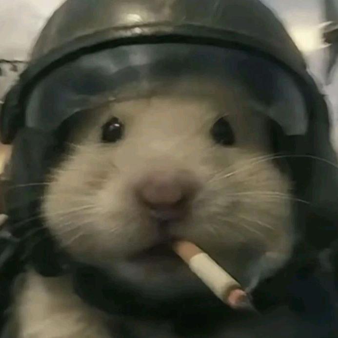 贤崽