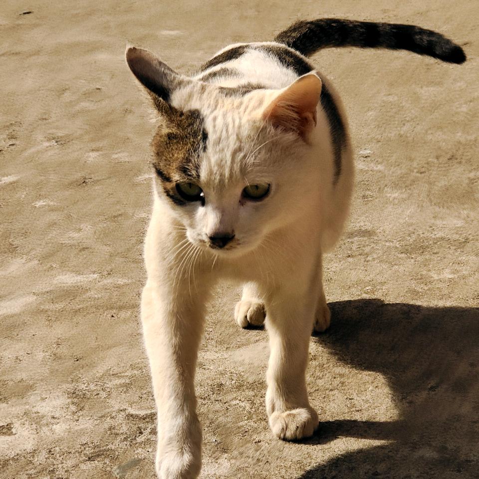 @八哥