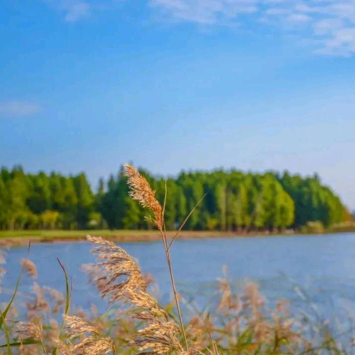 长成大树的西蓝花