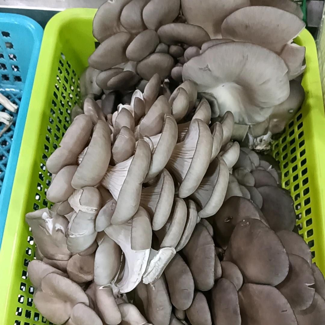 弘弘扬扬