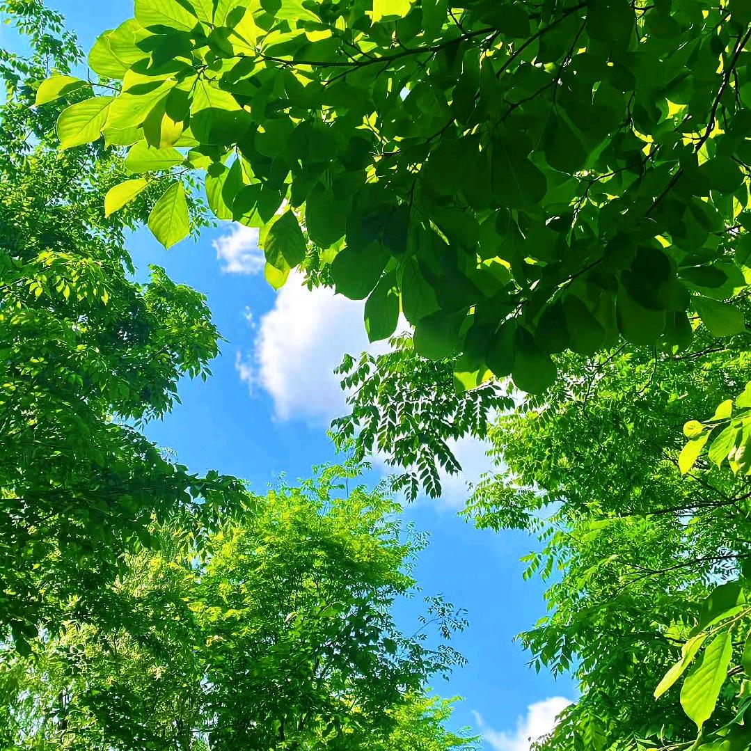 卜吉先生•旧梦长歌