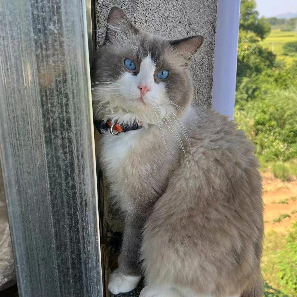 小杰遛猫记