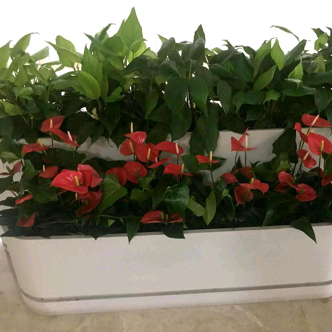 储存阳光
