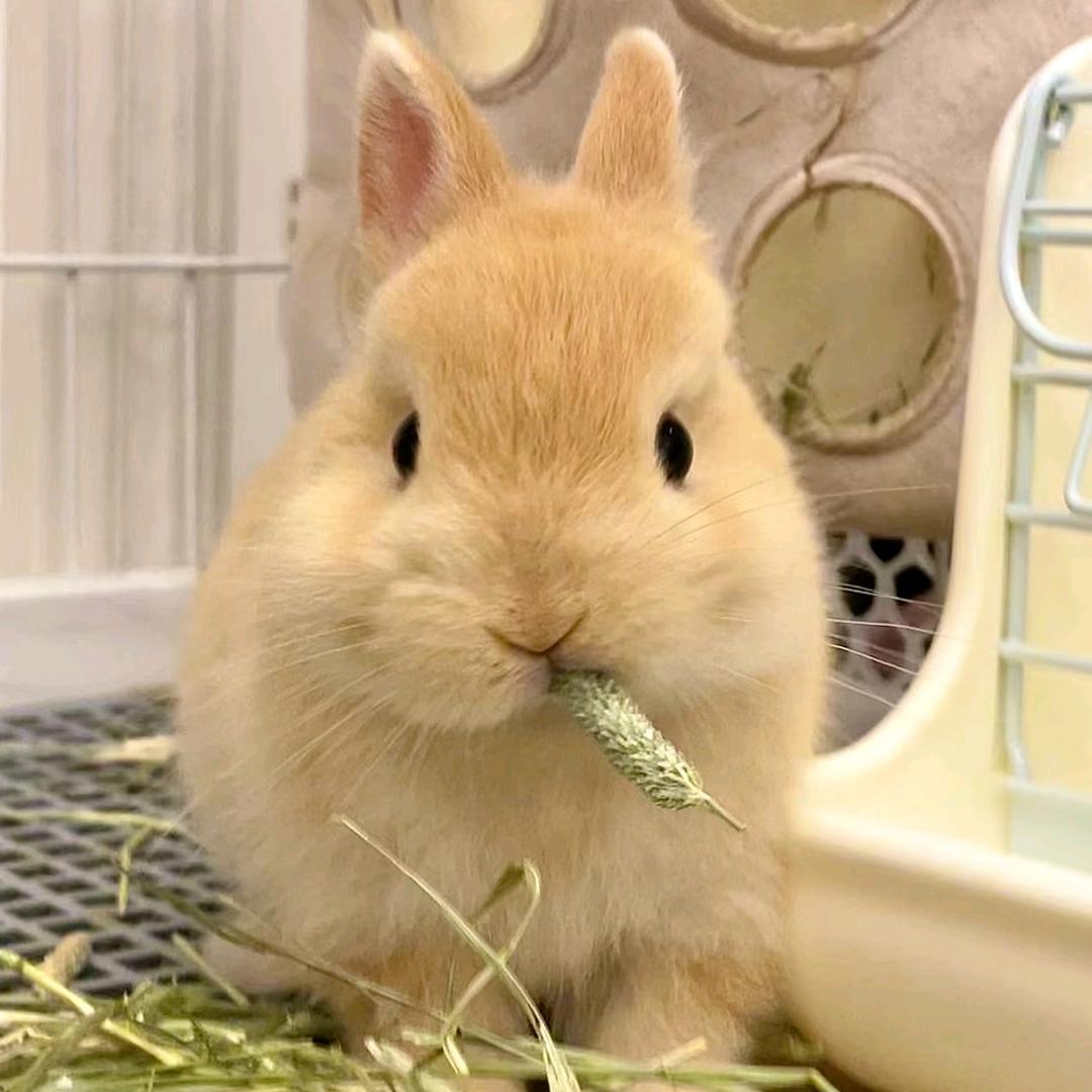 >ᴗoಣ