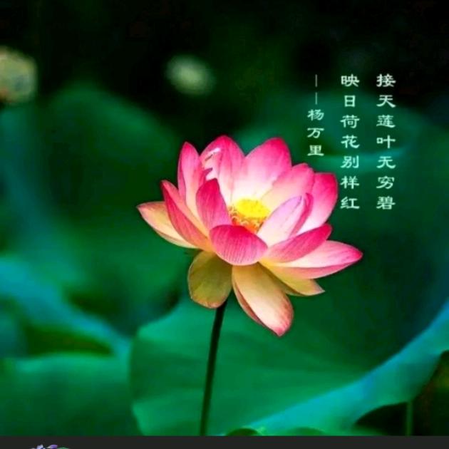 🍒快乐小燕子🍒