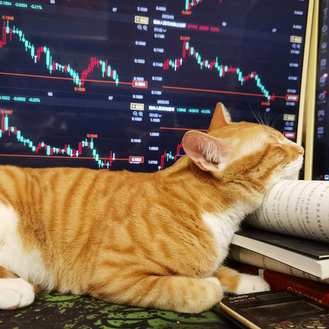 猫猫🐱catcat