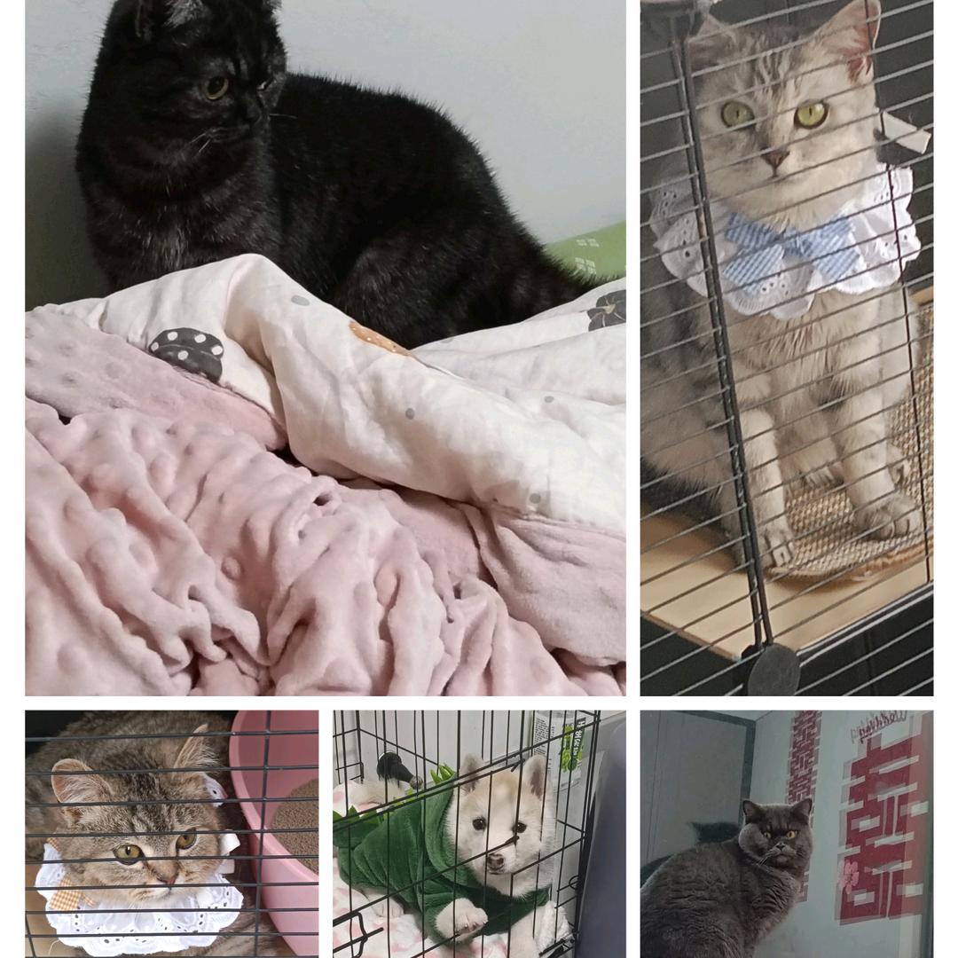 四猫🐱一狗🐶的生活