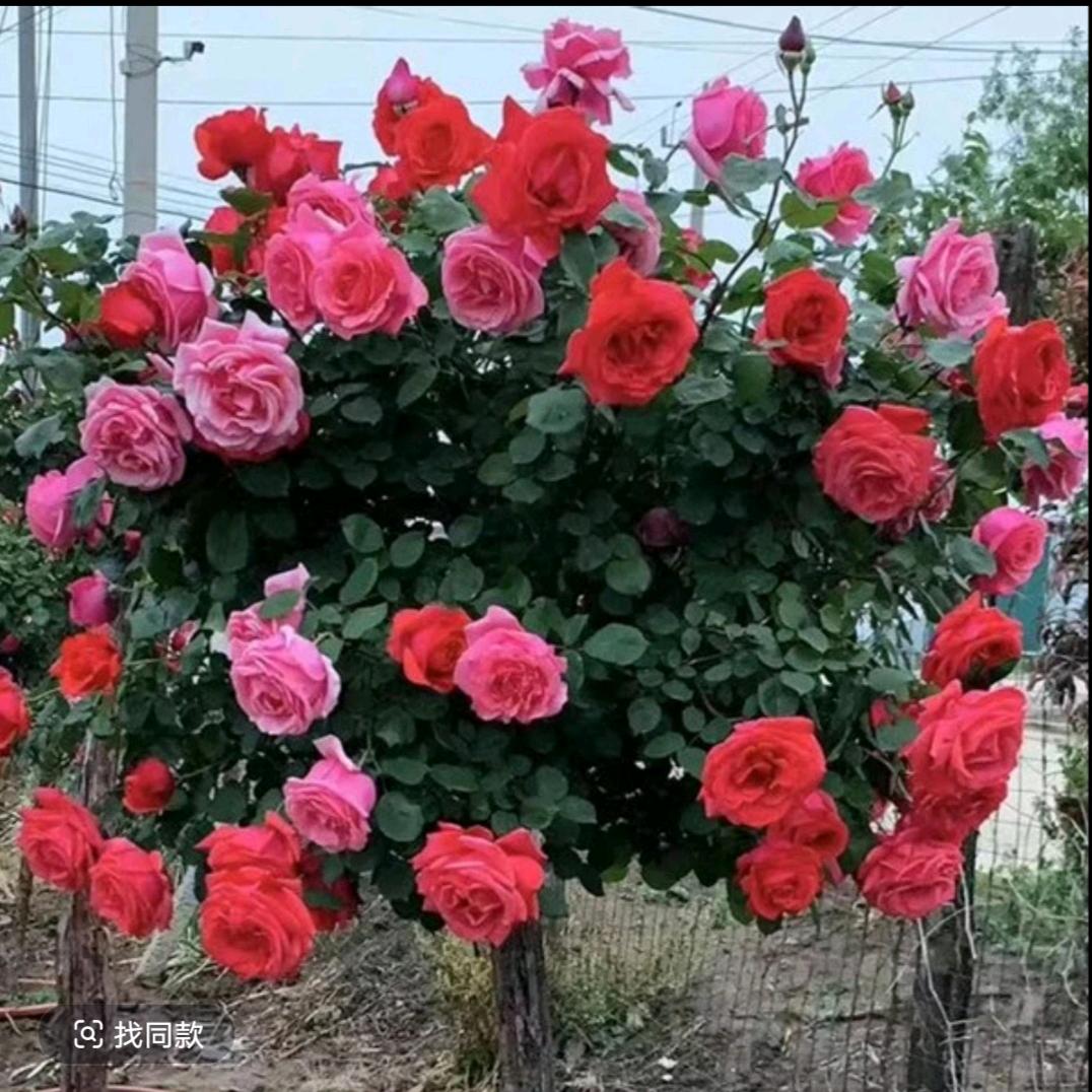 十里花田花卉基地