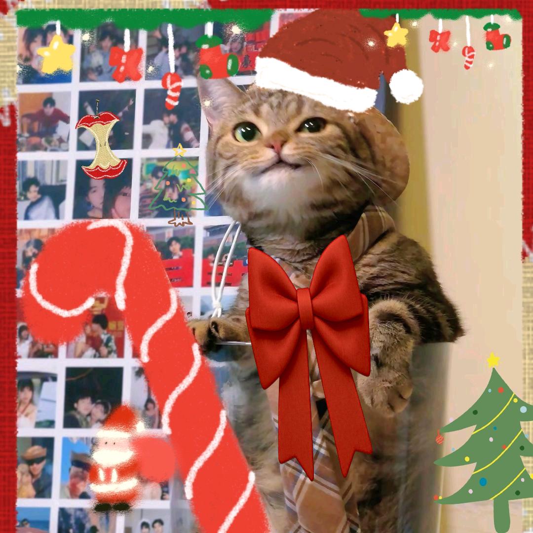 穿靴子的猫