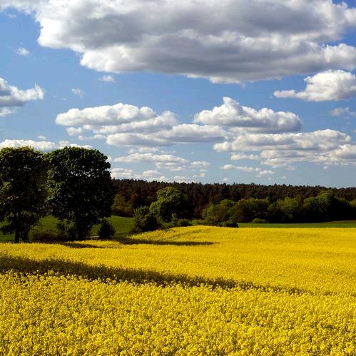 清平雯雯姐滋补