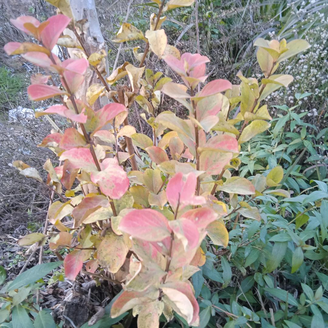 用户4990470067512 阳明芳