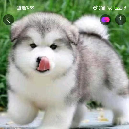 旺八辈儿（🎤🐈）