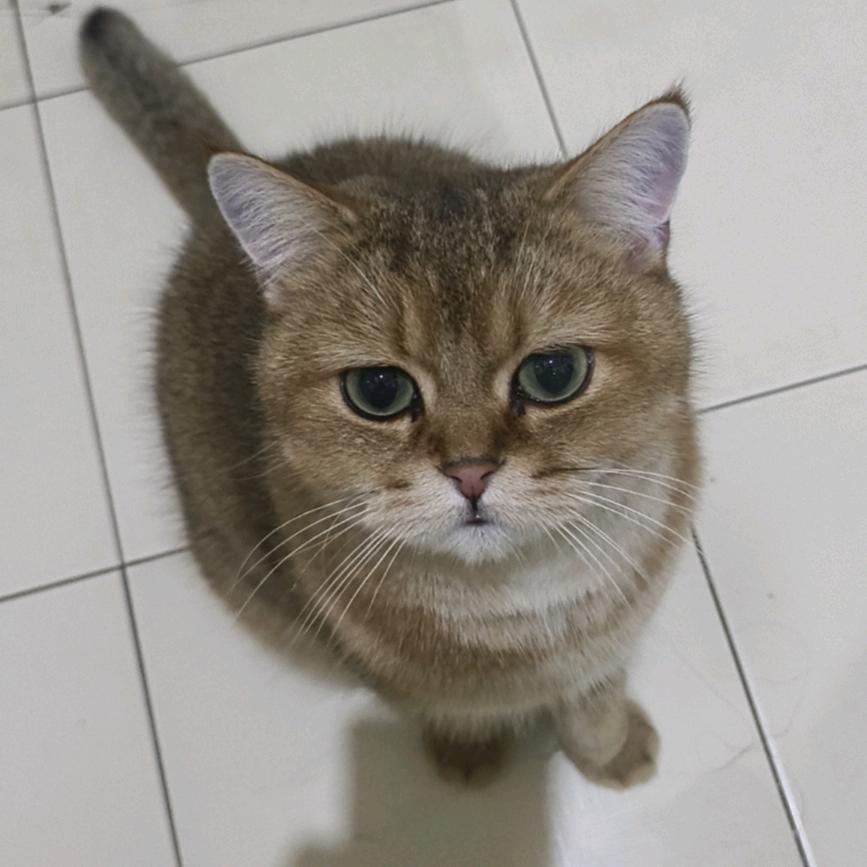 橘色猫心眼最多