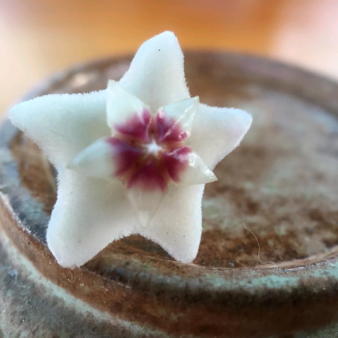 蓝莓