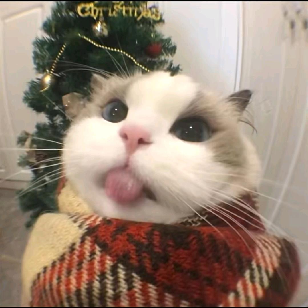 炉撸双修刘吉米