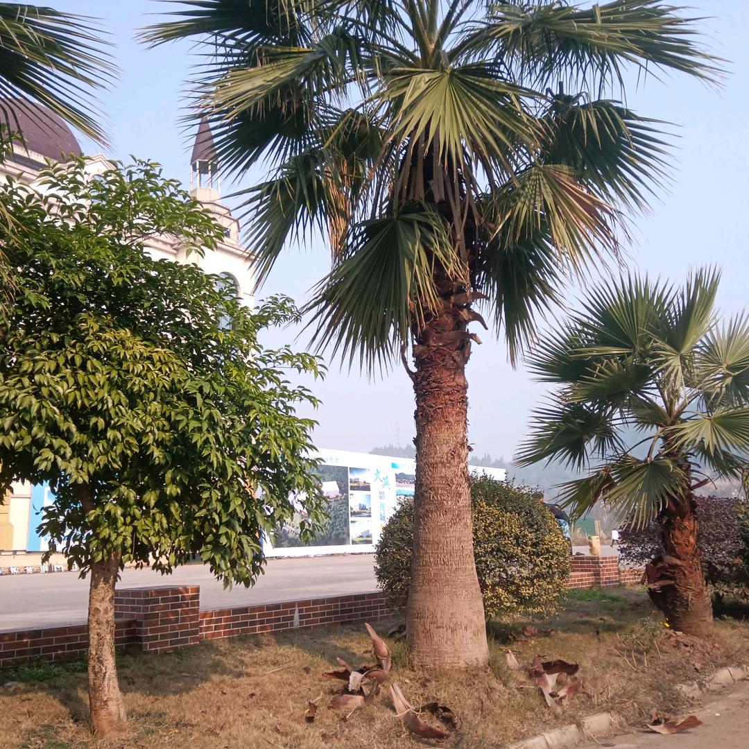 ꕥ᭄w真@好ꦿঞ