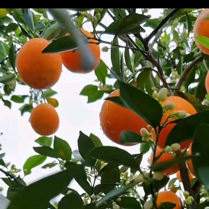 国哥哥