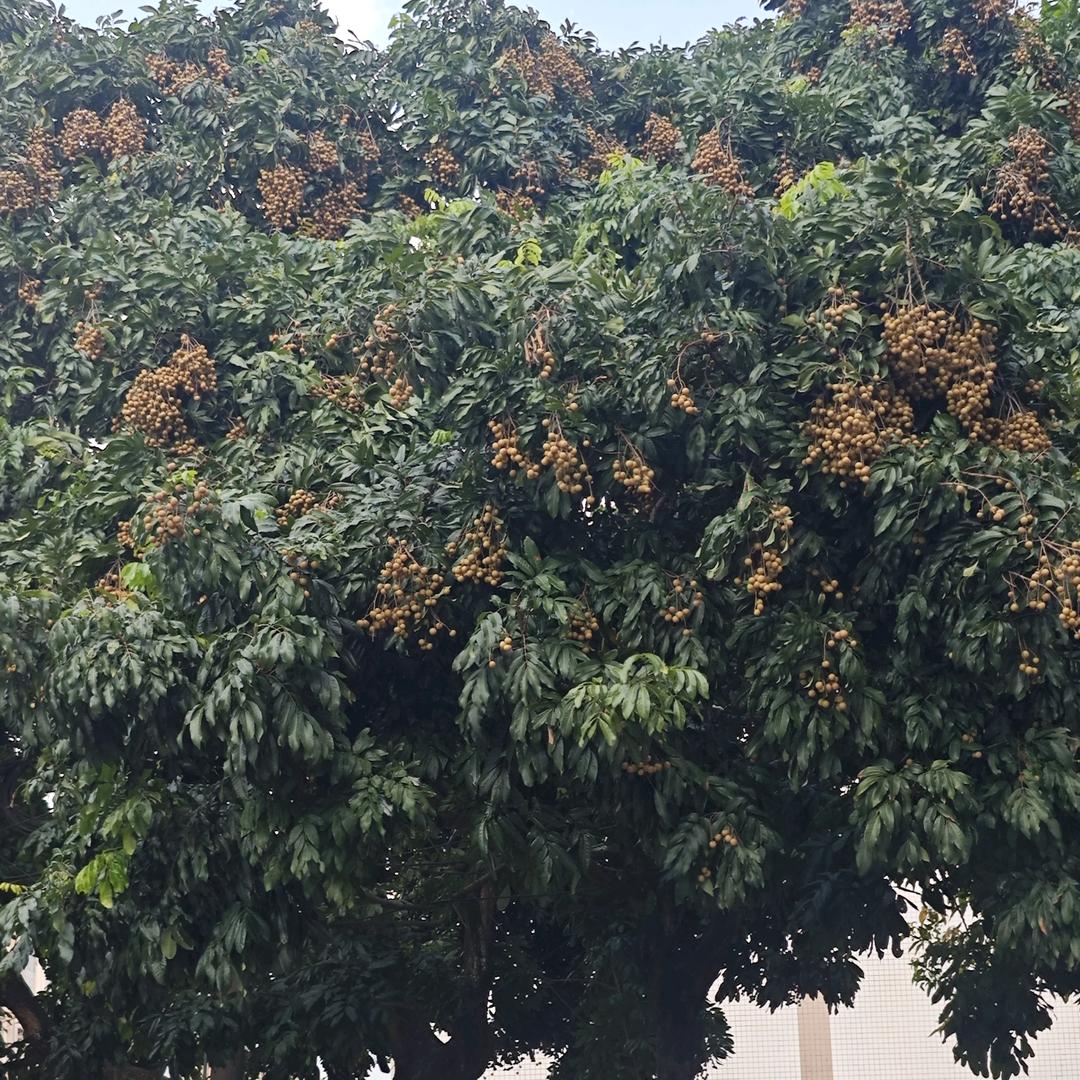 大风吹倒梧桐树