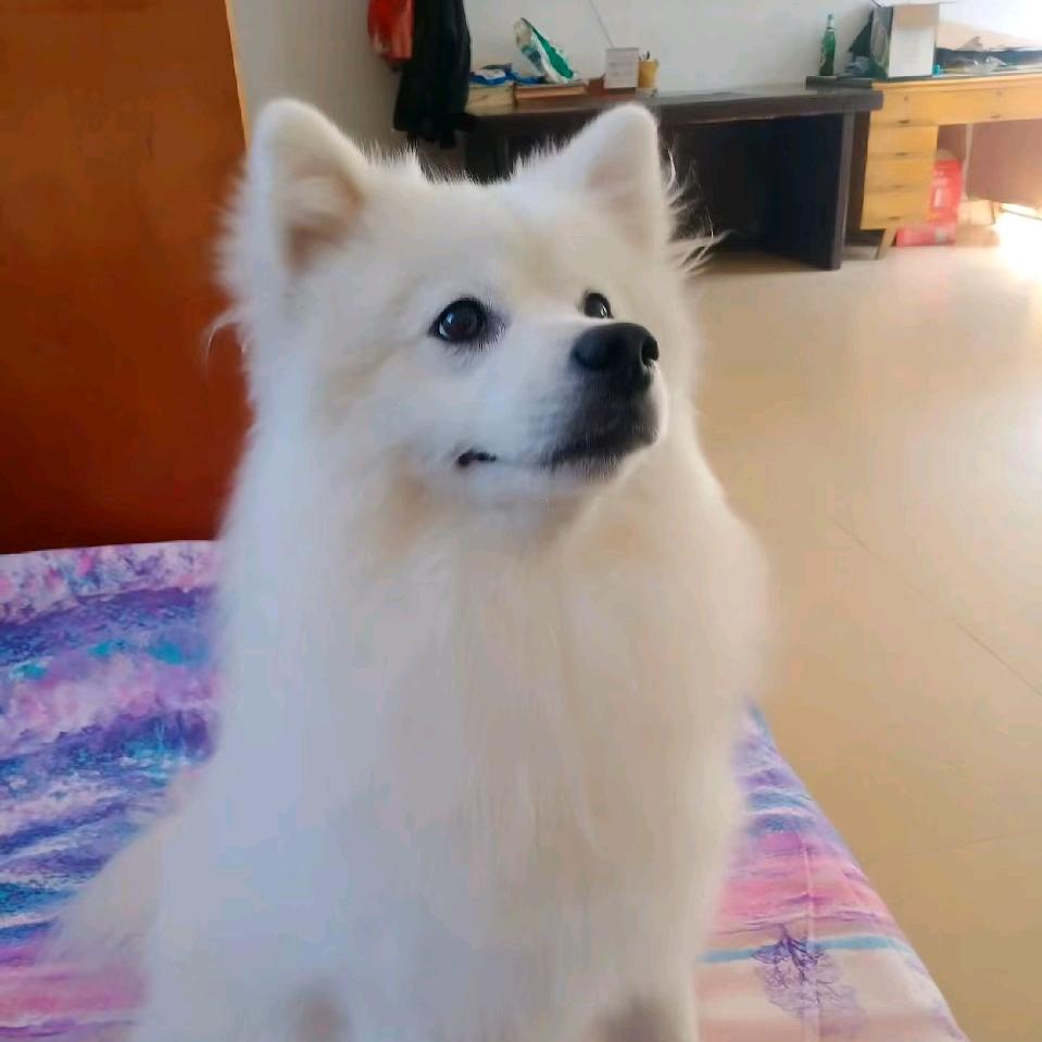 🐶爱咬拖鞋的💋馒头💋