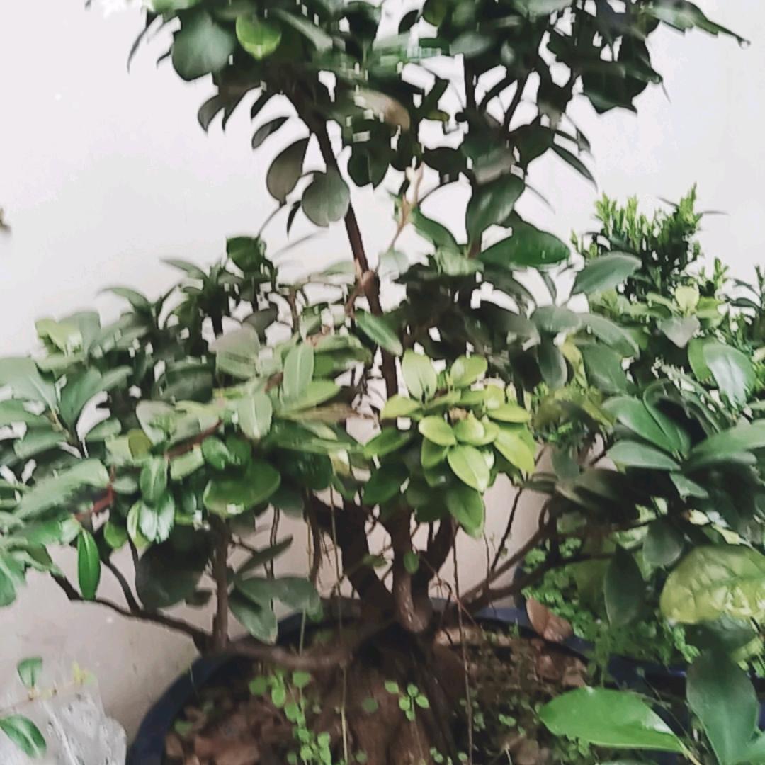 叶落知秋头像