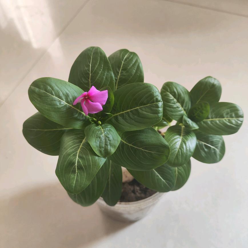 雪花