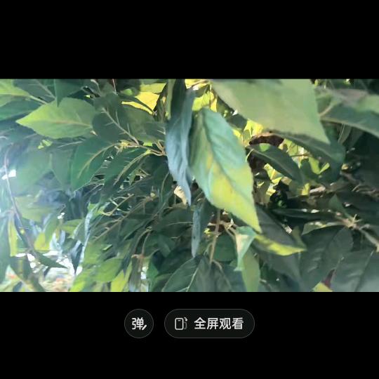 傻瓜蛋头像