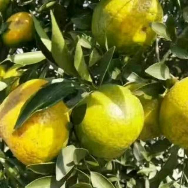 新会区双水镇华发陈皮商行