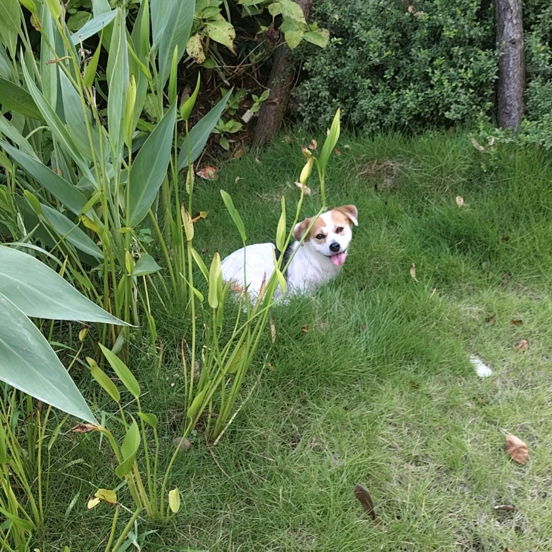 狗头
