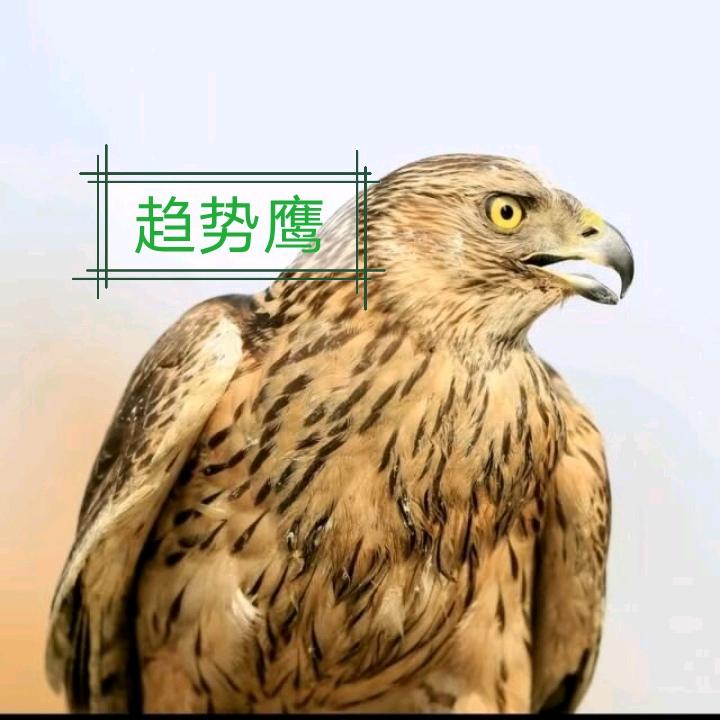 趋势鹰竞价量化