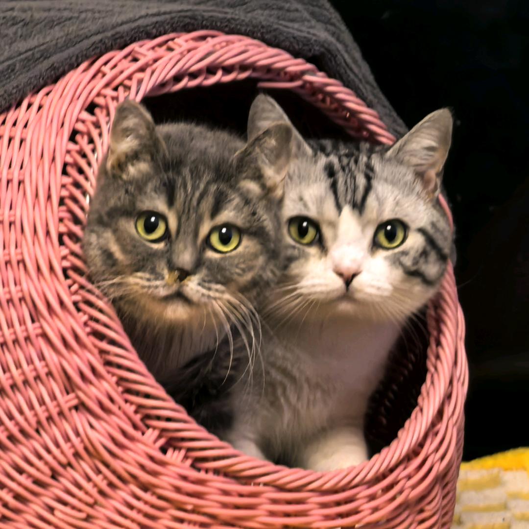 美国佬和乡巴佬