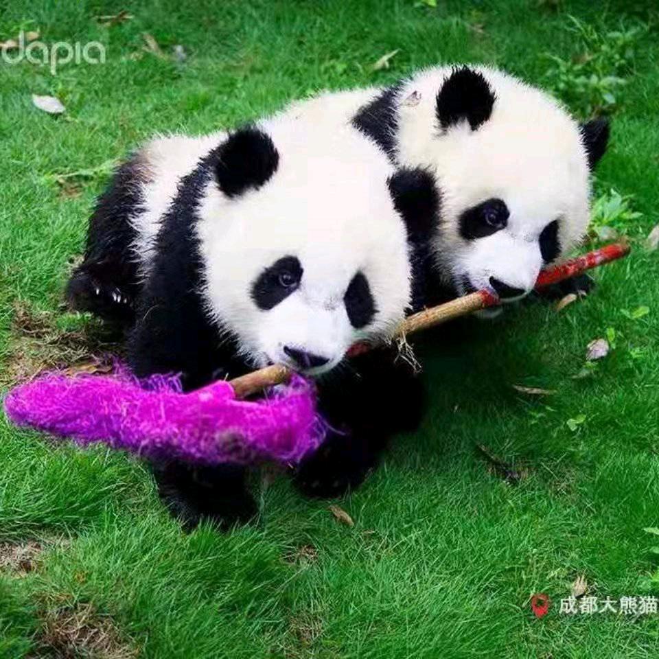 张家军