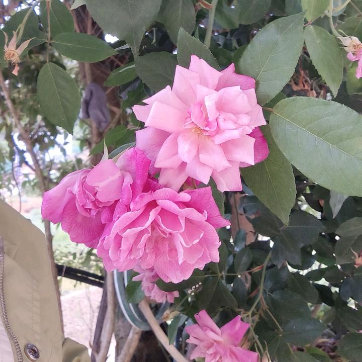 想念