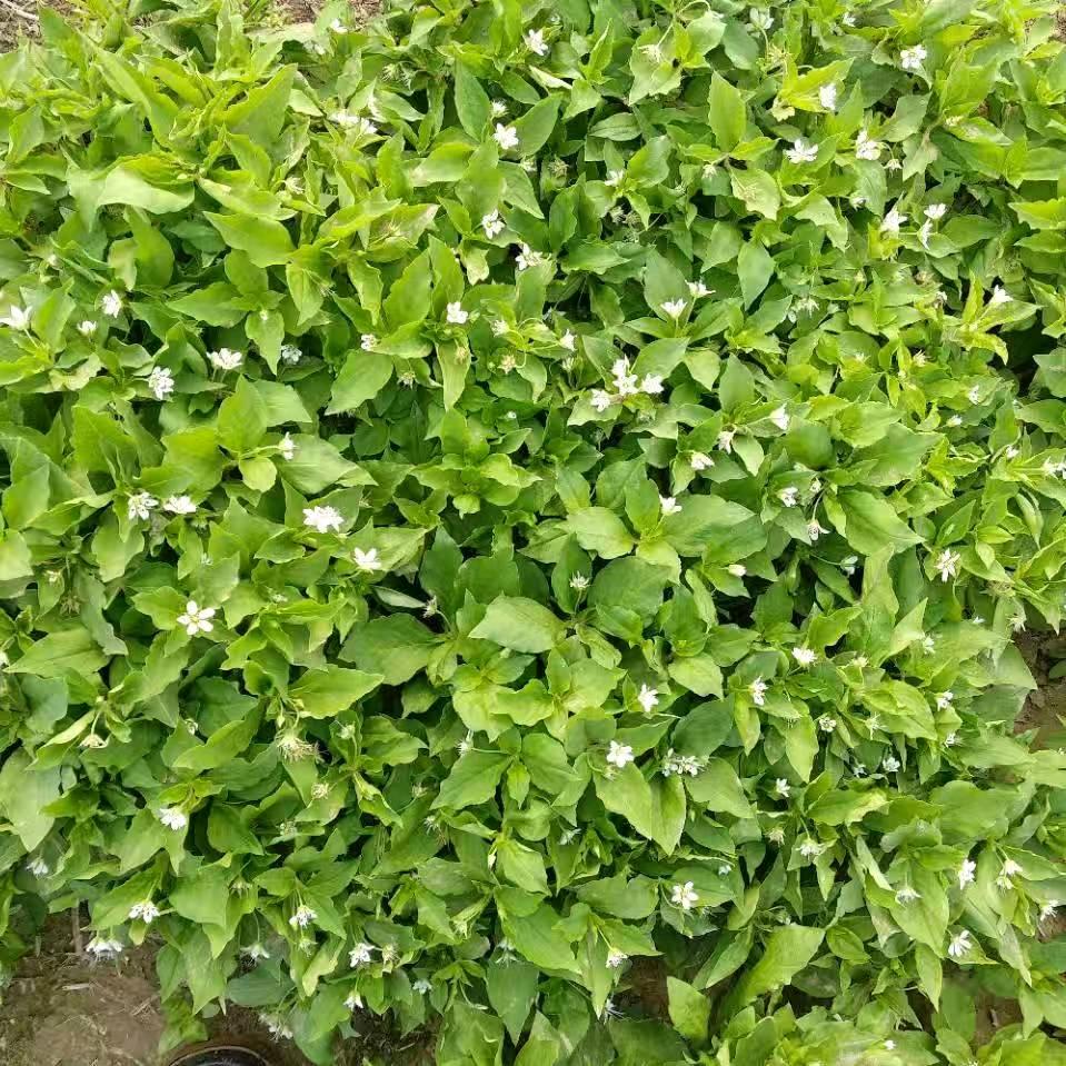 河北太子参的病虫害管理张