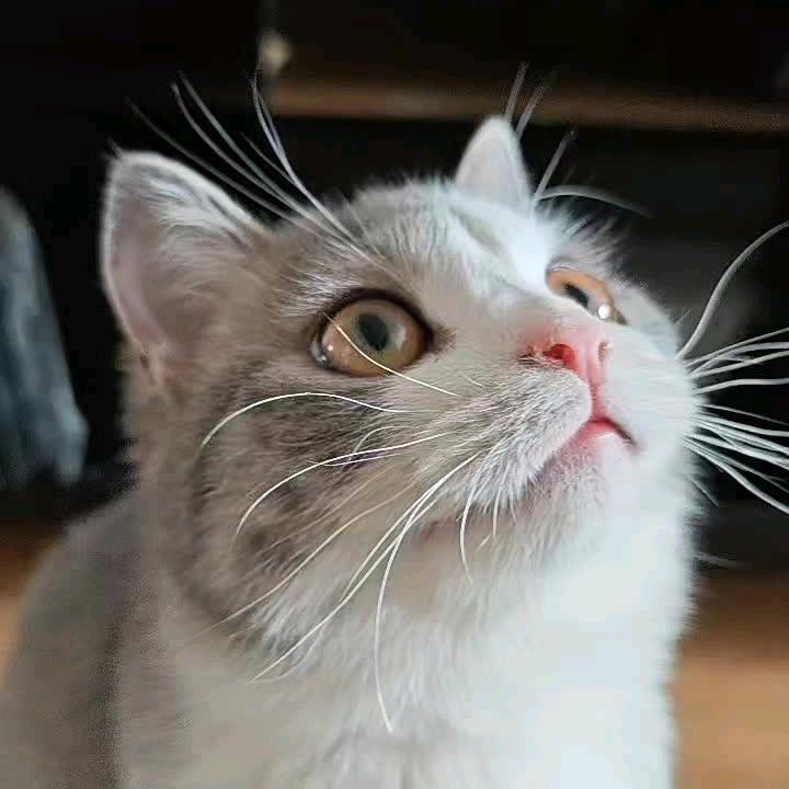 辉丫