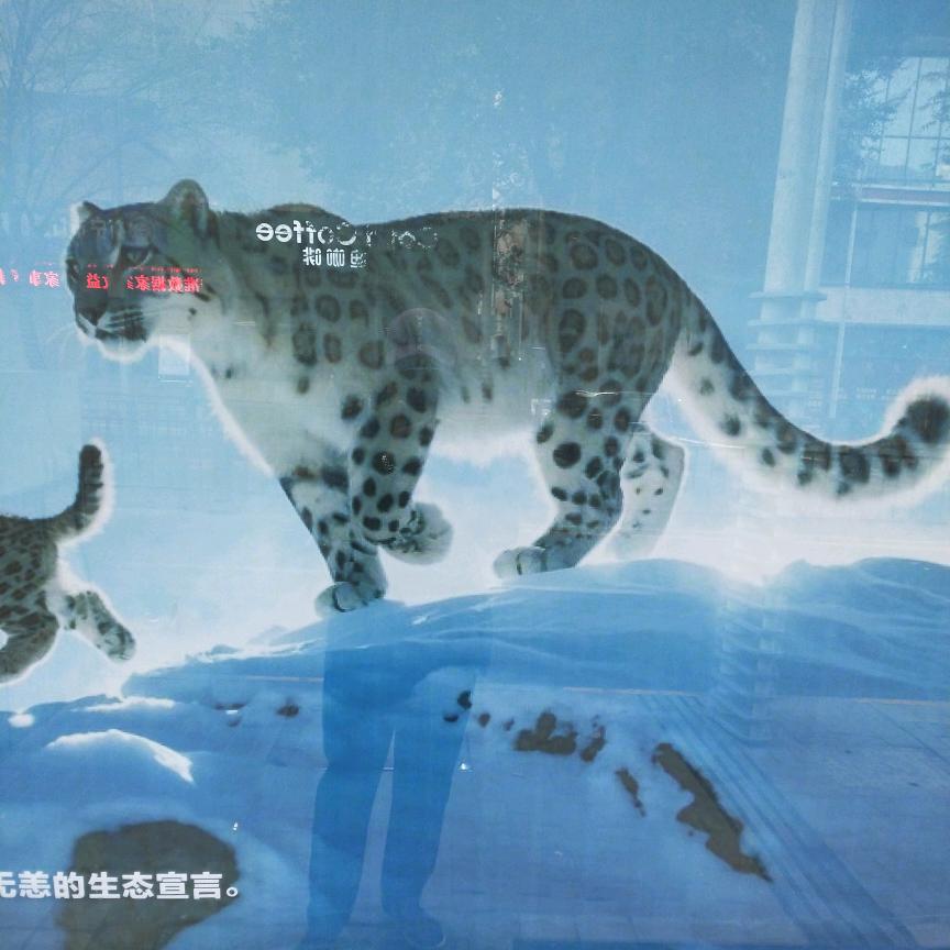 雪豹