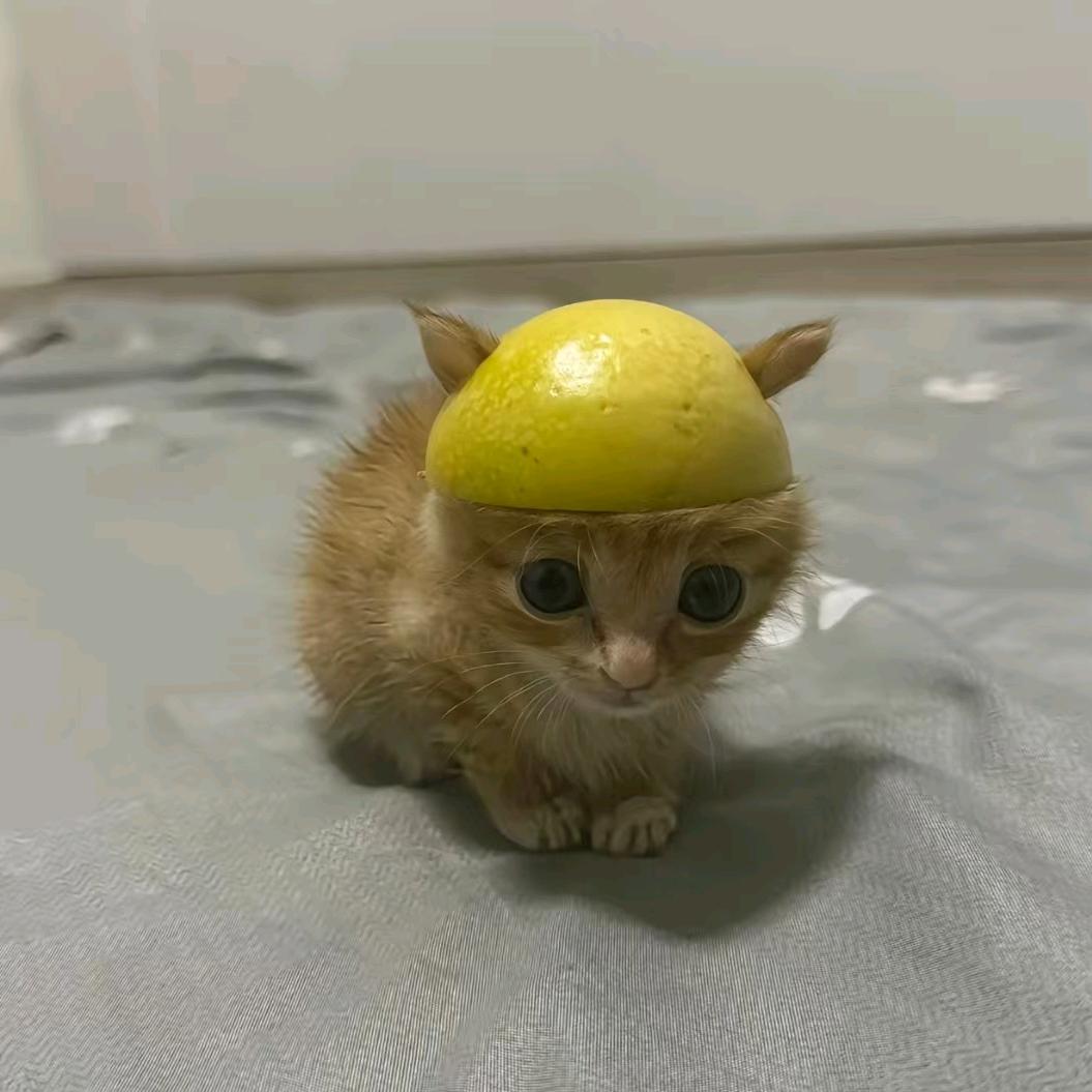 吃不吃哈密瓜🍈