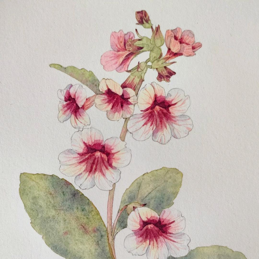 🧨炮仗花🌸