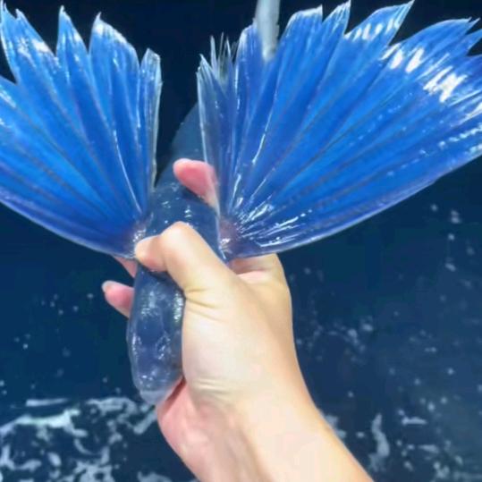 幸运