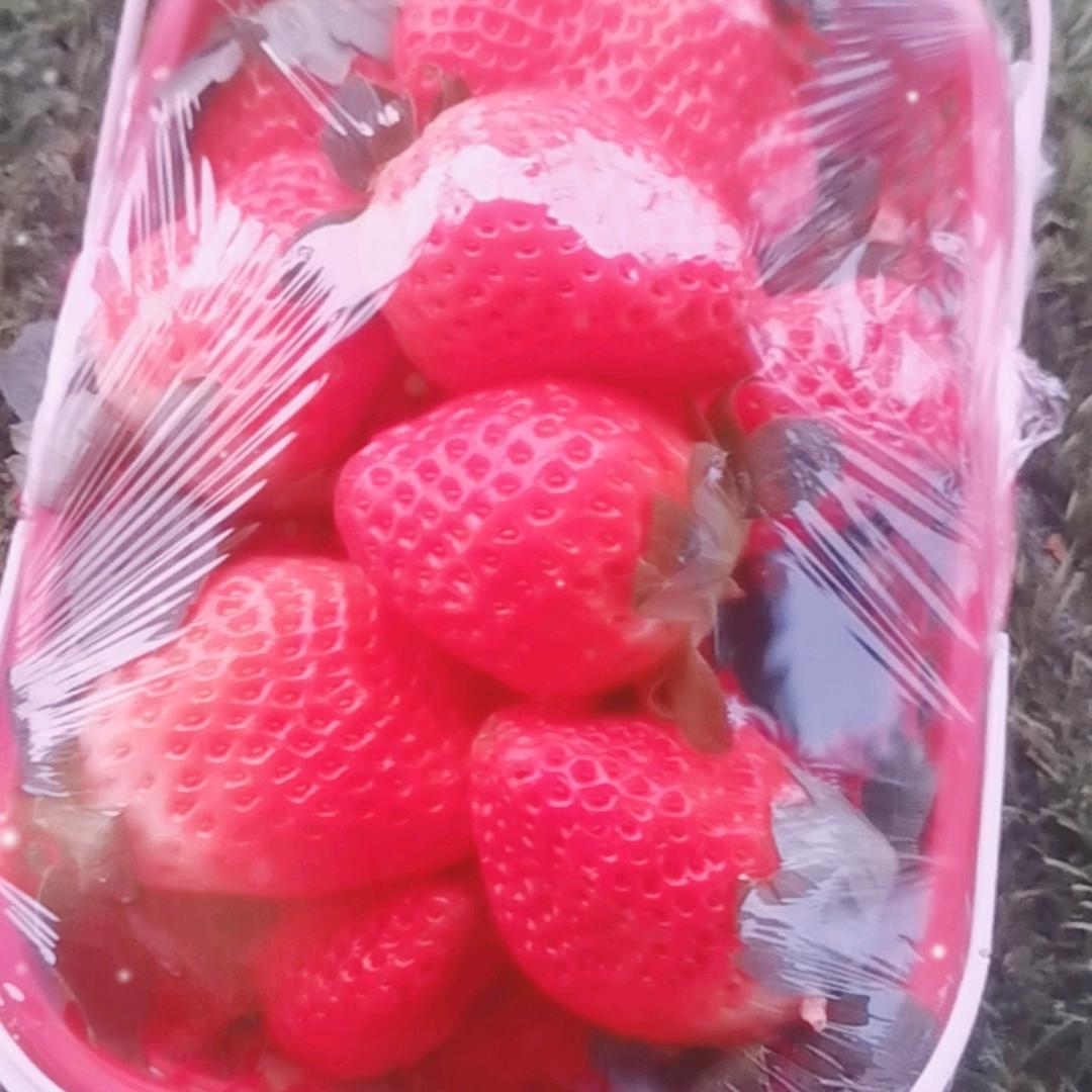 宋阿姨有机草莓园采摘园