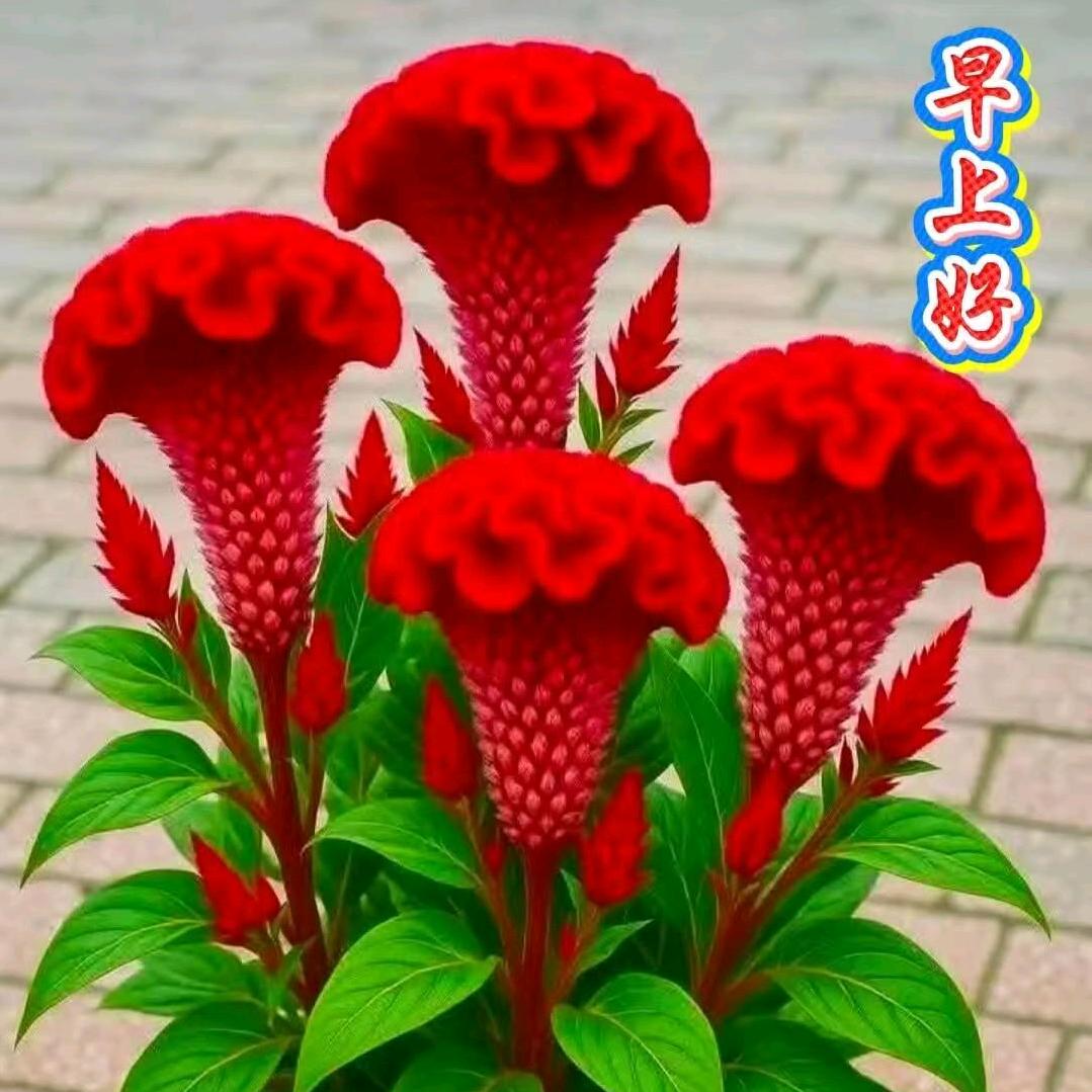 灿烂的微笑