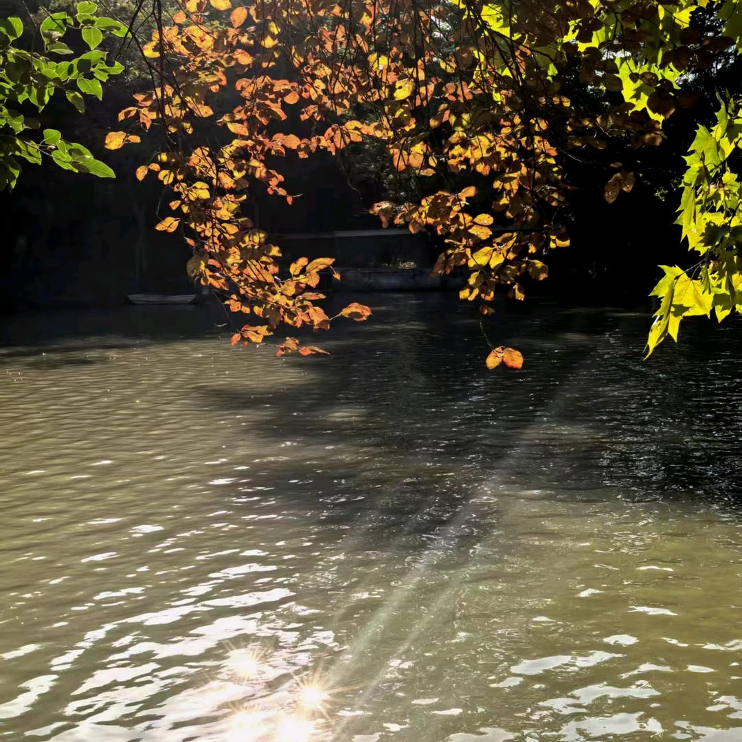 (๑><๑)🍁¹⁰⁰⁰¹