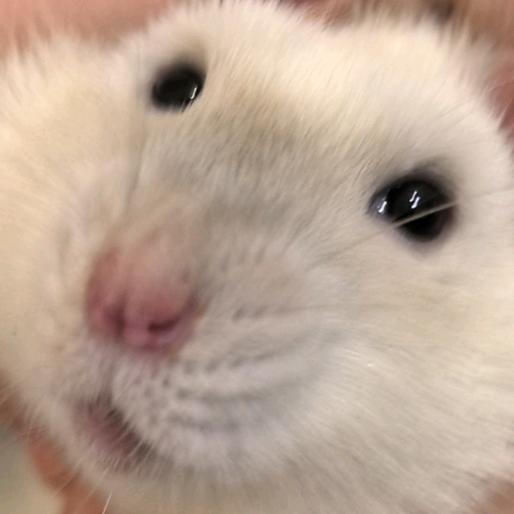 张俊国（求推荐  千粉开to签