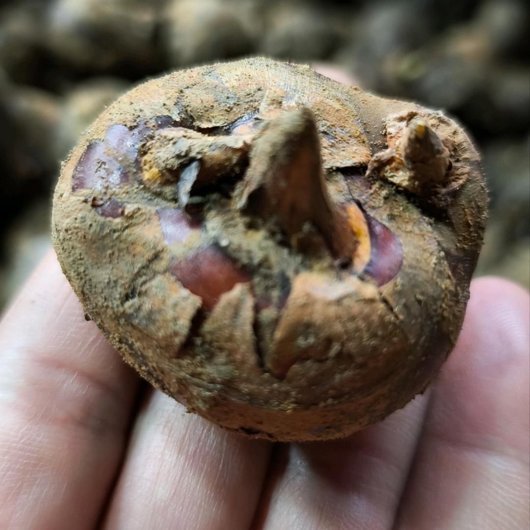 广西荔浦精选马蹄