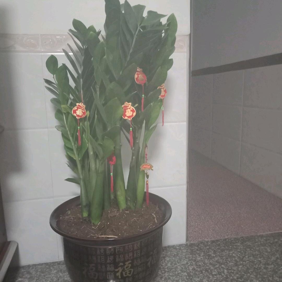 蔡质群