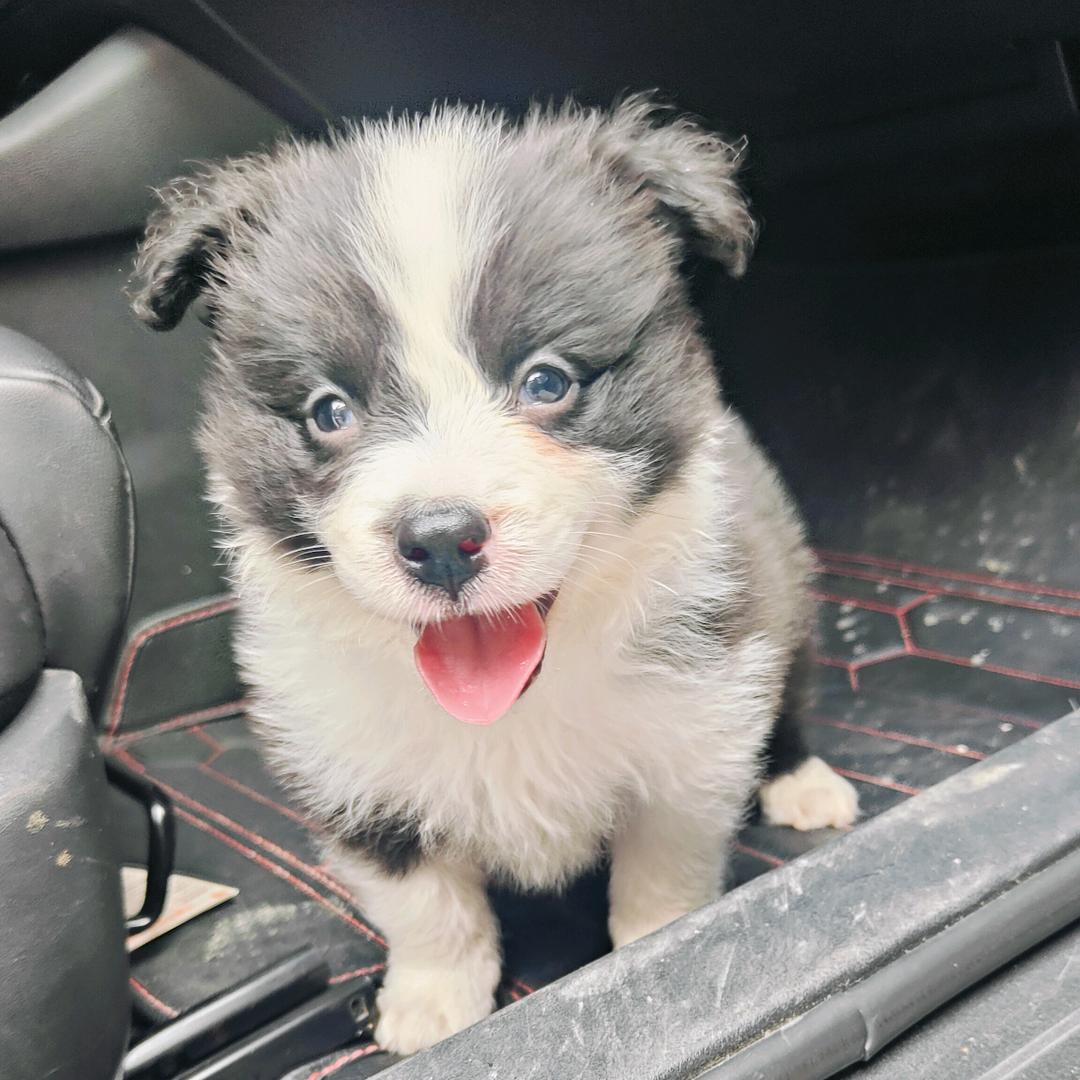 毛豆儿是条狗🐶